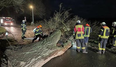 Gestürzte Bäume behindern bei stürmischem Wetter oft den Verkehr. In der Straße Am Holze brachte „Ylenia“ ein rechts großes Exemplar - mit einem Stammdurchmesser von etwa einem Meter - zu Fall. Die Feuerwehr griff zur Kettensäge, um das Hindernis aus dem Weg zu schaffen. Foto: Feuerwehr