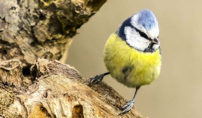 35 Minuten vor Sonnenaufgang stimmt die Blaumeise mit in das Konzert ein.