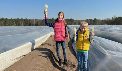 Vorfreude auf den Genuss – die ersten Stangen sind gestochen.