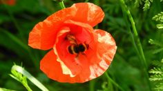 Hübsch und gut für Bienen: Der Heimatverein Platjenwerbe verteilt Wildblumensamen. Foto: eb