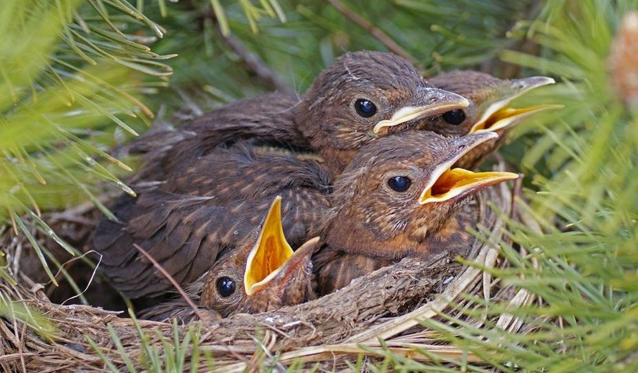 Jungamseln im Nest.