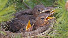 Jungamseln im Nest.