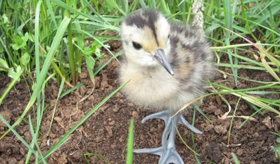 Junge Brachvögel sind Nestflüchter und suchen gleich nach dem Schlupf Deckung.