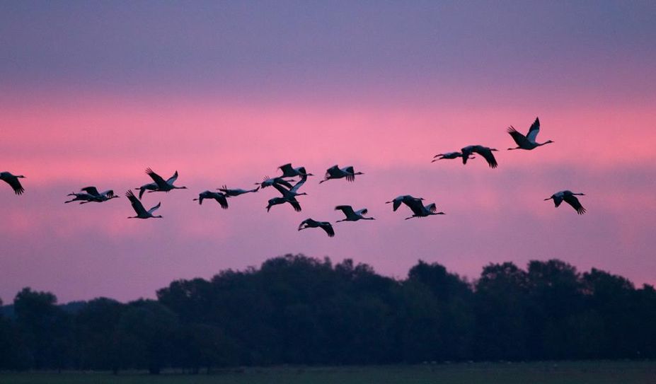 Kraniche am Abendhimmel läuten den Herbst ein.
