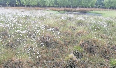Auch die Fruchtstände der Wollgras-Flur müssen geschützt werden.