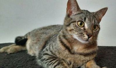 Foto: Tiere in Not e.V.