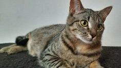 Foto: Tiere in Not e.V.