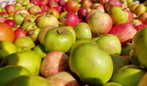 Bewohner von Selsingen können ihre Äpfel abgeben und einen Tag später frischen Apfelsaft probieren.