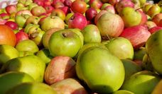 Bewohner von Selsingen können ihre Äpfel abgeben und einen Tag später frischen Apfelsaft probieren.