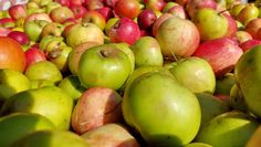 Bewohner von Selsingen können ihre Äpfel abgeben und einen Tag später frischen Apfelsaft probieren.