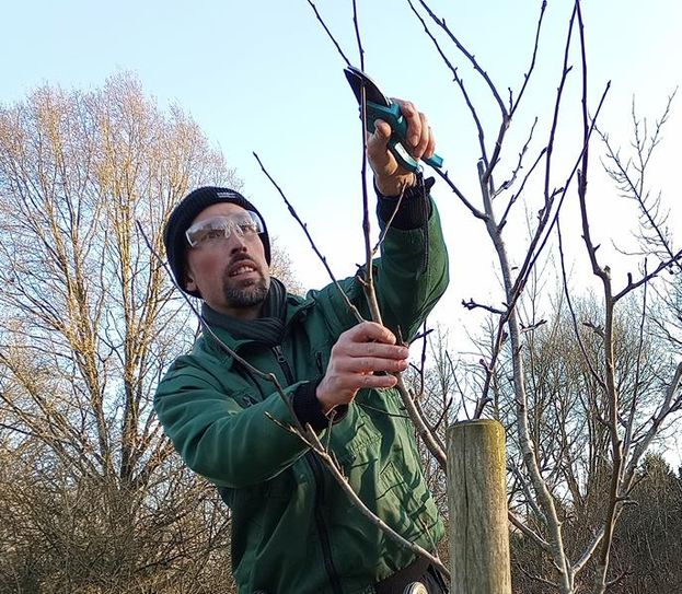 Torsten Brunkhorst erklärt, wie die Bäume fachmännisch geschnitten werden.