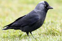 Aus der Auswahl: Dohle, Coloeus monedula: Dohlen sind mit die putzigsten unter den Rabenvögeln.