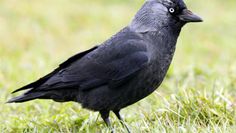Aus der Auswahl: Dohle, Coloeus monedula: Dohlen sind mit die putzigsten unter den Rabenvögeln.