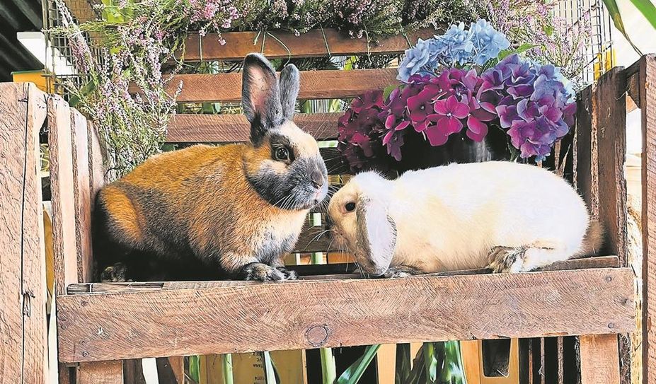 Für die niedlichen Tiere kommen die Menschen aus ganz Deutschland angereist.