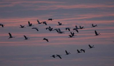 Kraniche am Abendhimmel – jedes Jahr wieder ein beeindruckendes Naturerlebnis. Foto: NABU/Tom Dove