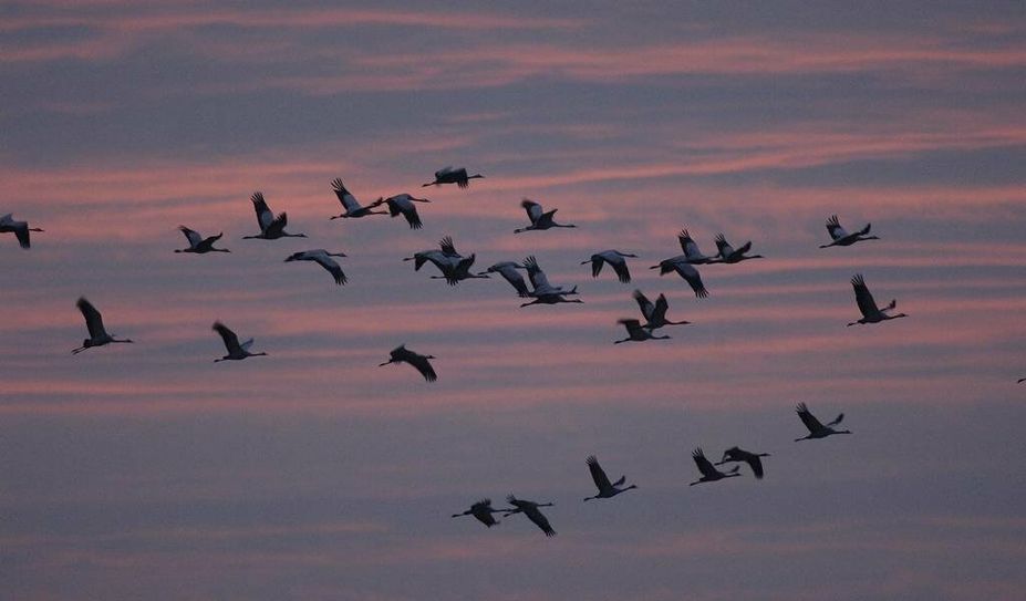 Kraniche am Abendhimmel – jedes Jahr wieder ein beeindruckendes Naturerlebnis. Foto: NABU/Tom Dove