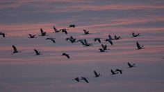 Kraniche am Abendhimmel – jedes Jahr wieder ein beeindruckendes Naturerlebnis. Foto: NABU/Tom Dove
