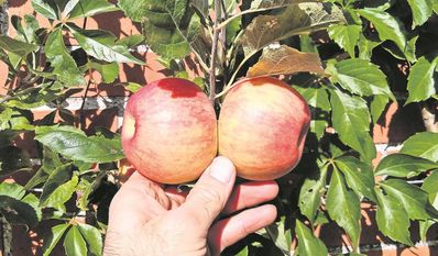 Ob Obst am Spalier oder auf der Wiese - es kommt immer auf den richtigen Schnitt an.
