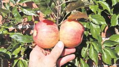 Ob Obst am Spalier oder auf der Wiese - es kommt immer auf den richtigen Schnitt an.