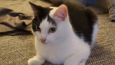 Foto: Tiere in Not e.V.