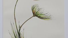 Tusche und Aquarell bestimmen die neue Ausstellung im Teufelsmoor.