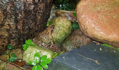 Wegen der milden Temperaturen beginnt die Krötenwanderung in diesem Jahr früher als gewohnt. Foto: BioS