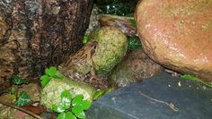 Wegen der milden Temperaturen beginnt die Krötenwanderung in diesem Jahr früher als gewohnt. Foto: BioS