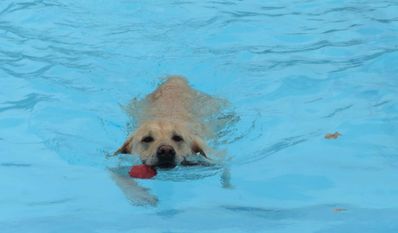 Auch für Hunde kann eine Runde im Wasser eine angenehme Abkühlung sein.