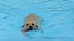 Auch für Hunde kann eine Runde im Wasser eine angenehme Abkühlung sein.