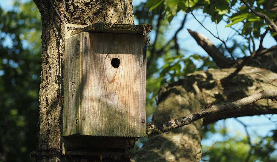 Nistkästen nicht in direkter Sonne oder wetterexponiert anbringen. Ideal ist eine Höhe von drei bis vier Metern.