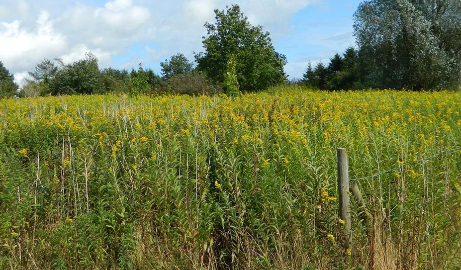 Goldruten stammen ursprünglich aus Kanada und wurden aus Gärten heraus verbreitet.