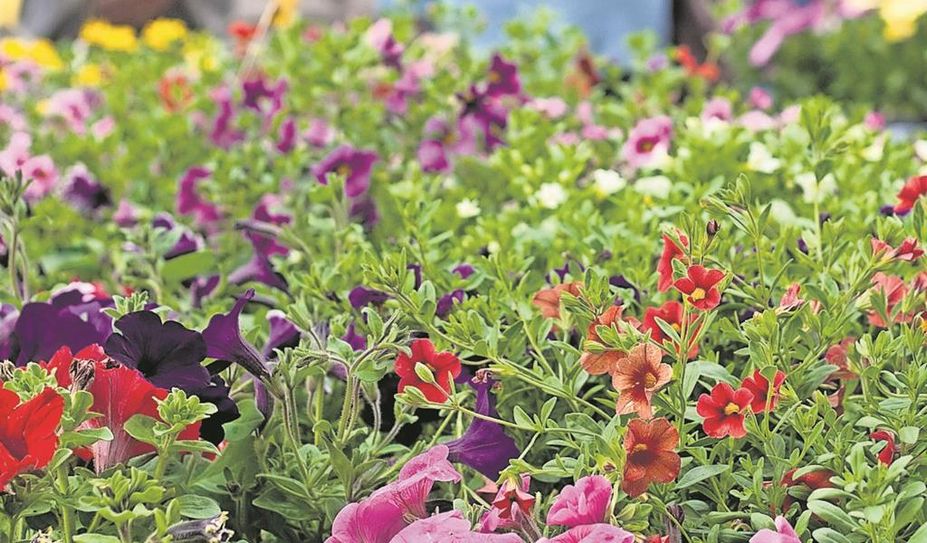 Nicht nur Lebensmittel, sondern auch Blumen von regionalen Händlern sind auf dem Markt zu finden.