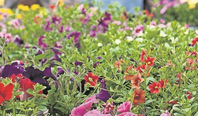 Nicht nur Lebensmittel, sondern auch Blumen von regionalen Händlern sind auf dem Markt zu finden.