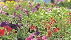 Nicht nur Lebensmittel, sondern auch Blumen von regionalen Händlern sind auf dem Markt zu finden.