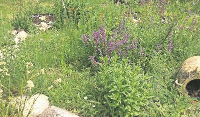 Was auf den ersten Blick wie ein ungepflegter garten aussehen mag, ist ein Paradies für allerlei Tier- und Pflanzenarten.