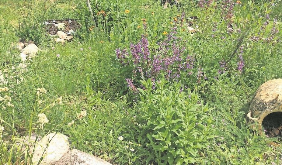 Was auf den ersten Blick wie ein ungepflegter garten aussehen mag, ist ein Paradies für allerlei Tier- und Pflanzenarten.