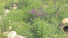 Was auf den ersten Blick wie ein ungepflegter garten aussehen mag, ist ein Paradies für allerlei Tier- und Pflanzenarten.