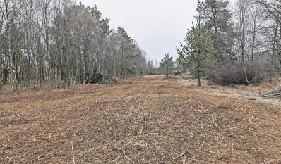 Die freigestellten Projektflächen bieten optimale Bedingungen für ein Aufkommen typische Wiesenpflanzen.
