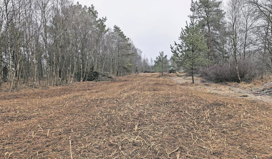 Die freigestellten Projektflächen bieten optimale Bedingungen für ein Aufkommen typische Wiesenpflanzen.