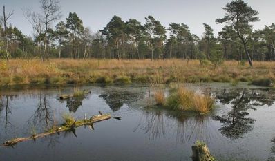 Im Tister Bauernmoor (Landkreis Rotenburg) lief 1999 die letzte industrielle Torfabbaugenehmigung aus. Heute ist das wiedervernässte Moor ein Naturschutzgebiet.