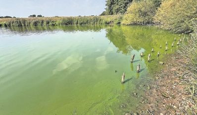 Der Vörder See ist schon lange von Blaualgen befallen, das soll sich nun ändern.