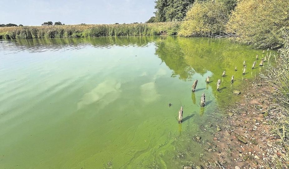 Der Vörder See ist schon lange von Blaualgen befallen, das soll sich nun ändern.