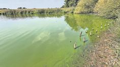 Der Vörder See ist schon lange von Blaualgen befallen, das soll sich nun ändern.