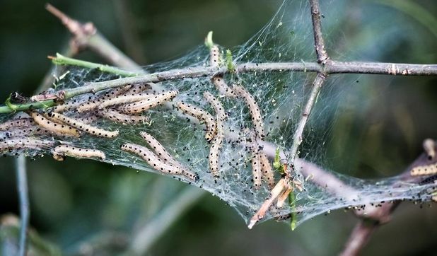 Ein Nest der Gespinstmotte.