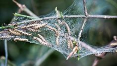 Ein Nest der Gespinstmotte.