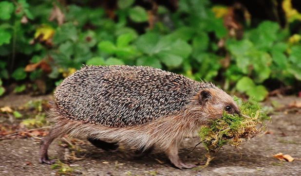 Die kleinen Igel sind besonders in den Abend- und Nachtstunden aktiv.