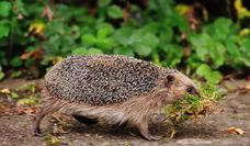 Die kleinen Igel sind besonders in den Abend- und Nachtstunden aktiv.
