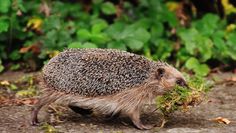 Die kleinen Igel sind besonders in den Abend- und Nachtstunden aktiv.