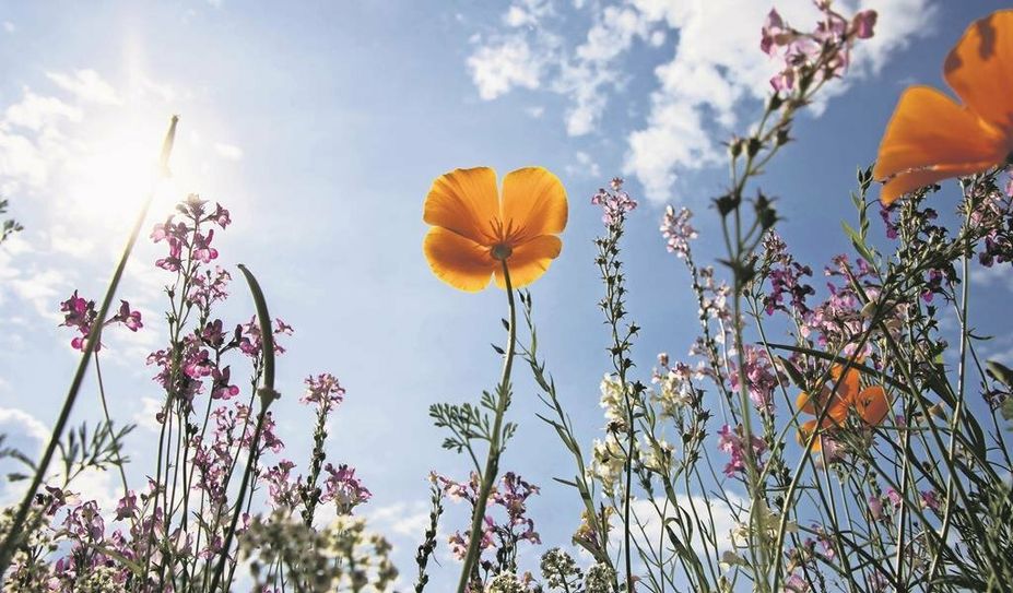 Wird der Rasen weniger gemäht, können Wildblumen und -kräuter wieder austreiben und Lebensraum und Nahrung für Insekten bieten. Foto: NABU