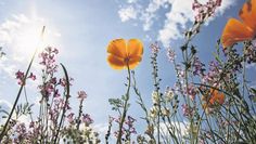 Wird der Rasen weniger gemäht, können Wildblumen und -kräuter wieder austreiben und Lebensraum und Nahrung für Insekten bieten. Foto: NABU